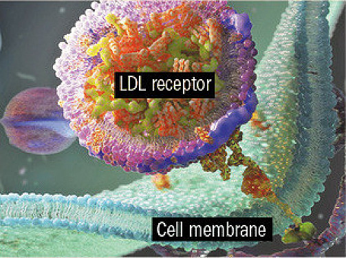 Gene editing: A one-time fix for dangerously high cholesterol? featured image