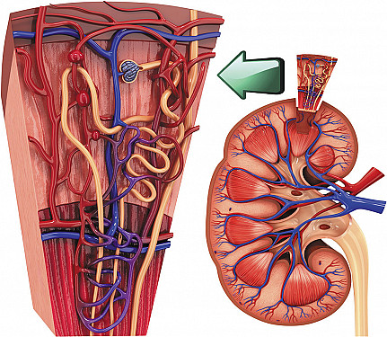 Kidney health quick-start guide featured image